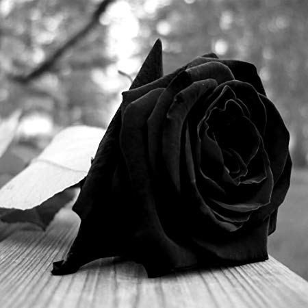 author-avatar