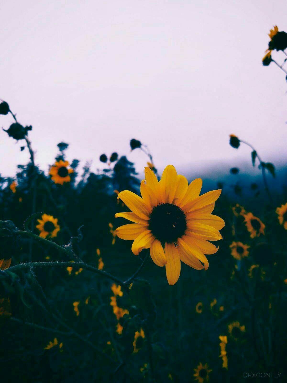 author-avatar