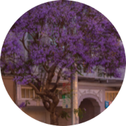 author-avatar