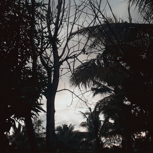 author-avatar