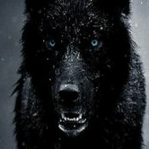 author-avatar