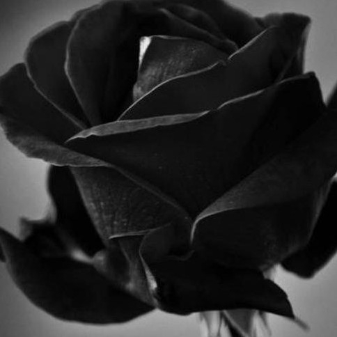 author-avatar