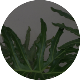 author-avatar