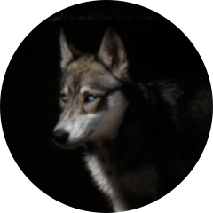 author-avatar