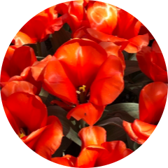 author-avatar