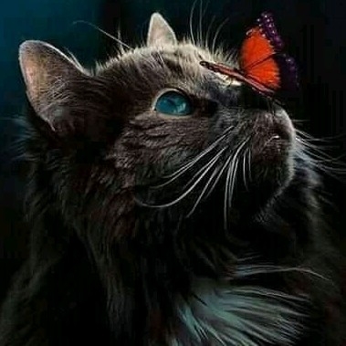 author-avatar
