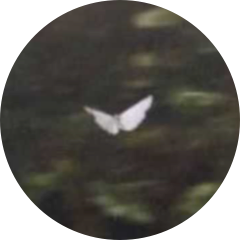 author-avatar